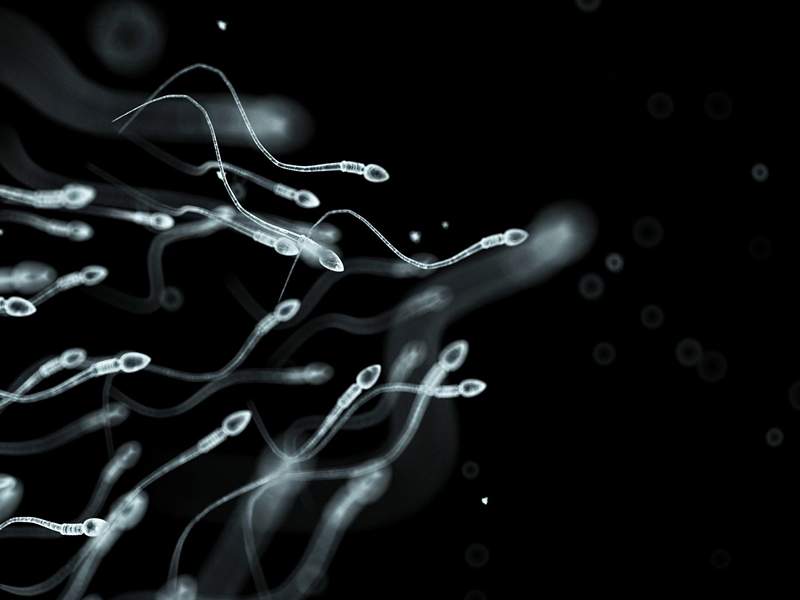 La revue trouve que les dénombrements de spermatozoïdes diminuent dans le monde entier
