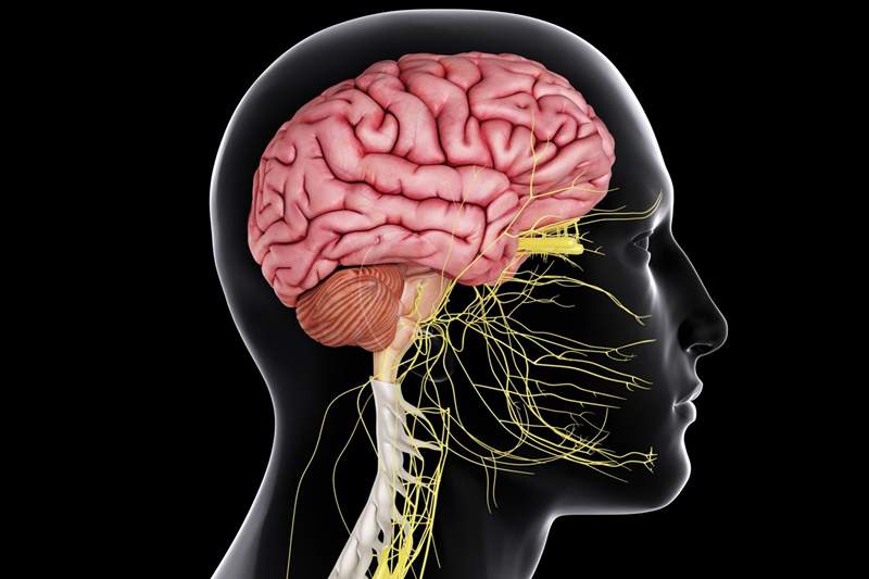 Struttura e funzione del sistema nervoso centrale