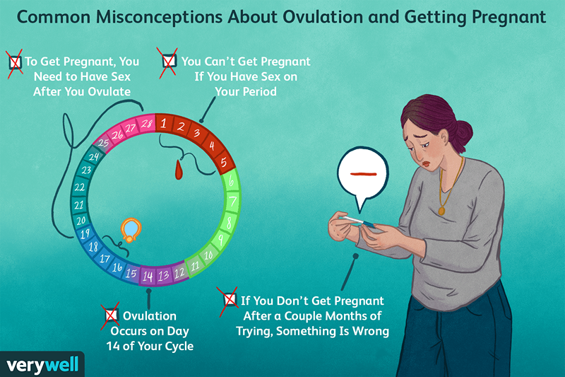16 vérités pour tomber enceinte et ovulation