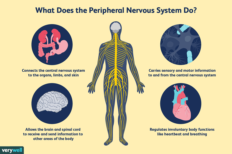Comment fonctionne le système nerveux périphérique